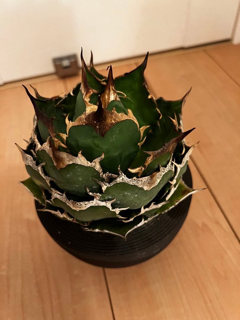 チタノタ　FO-076 オテロイ