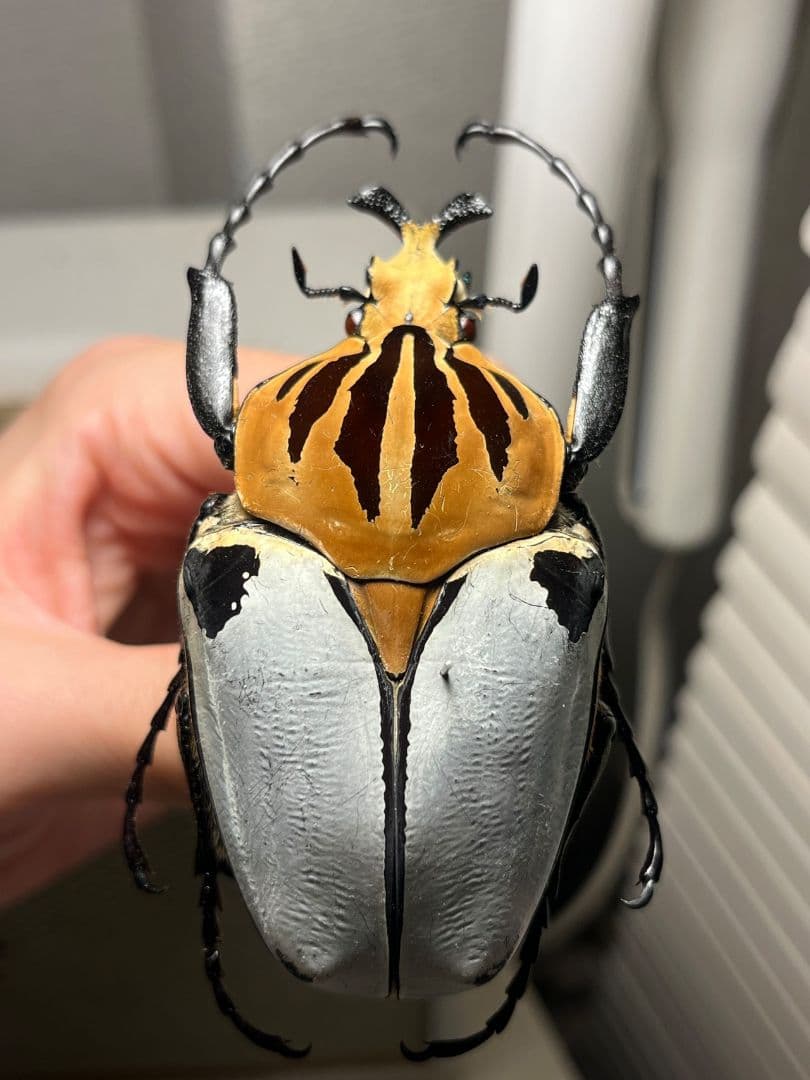 【極BIG】カタモンゴライアスオオツノハナムグ 81mm程♂ Goliath標本