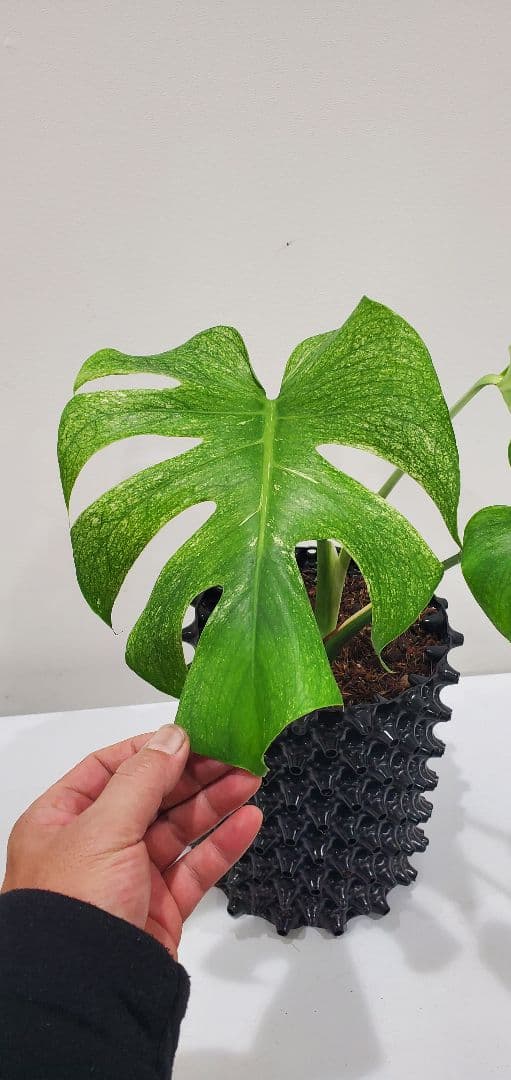 モンステラ ホワイトモンスター 散り斑タイプ／発根済み・現品