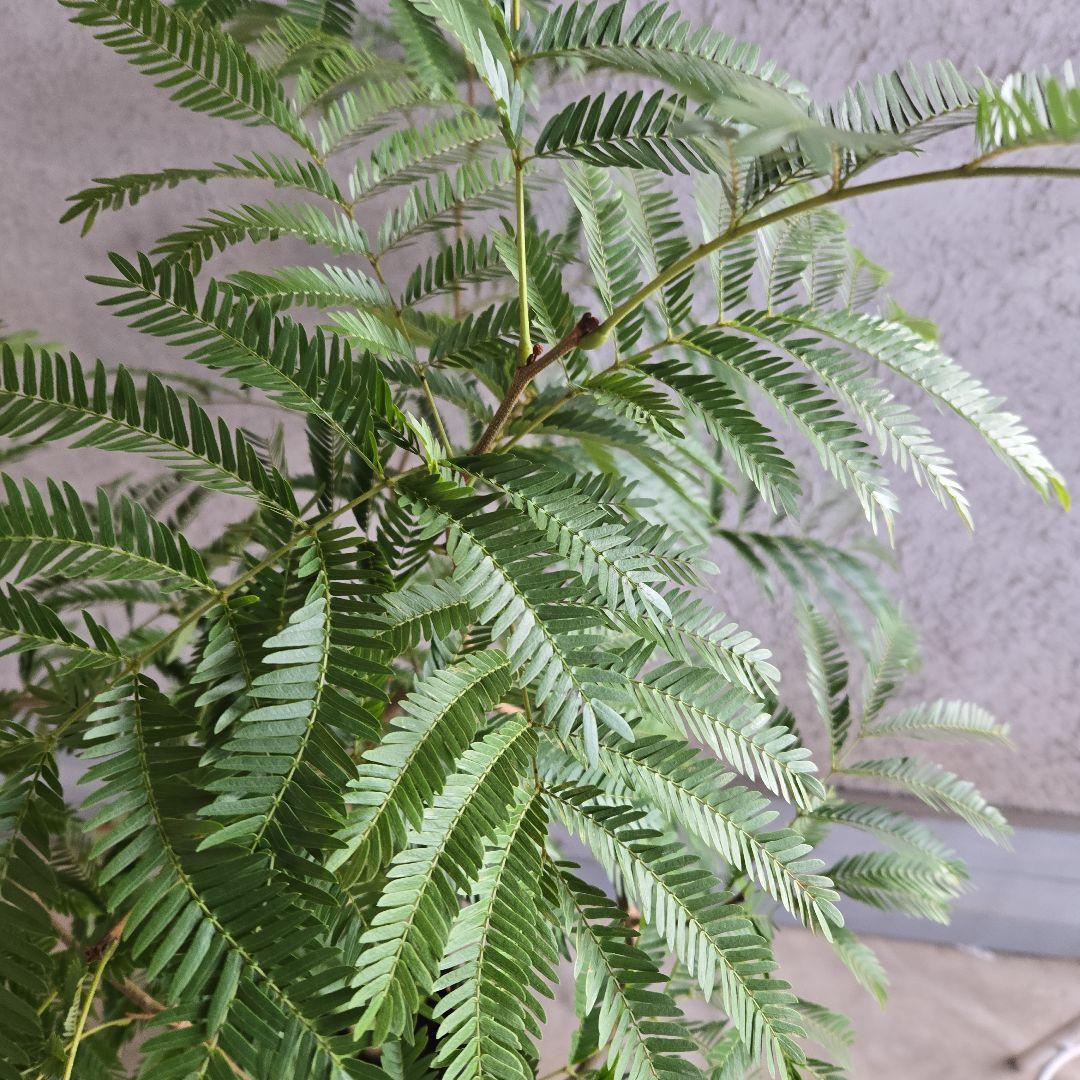 ⑦　エバーフレッシュ　8号　特大苗木最高等級　極太