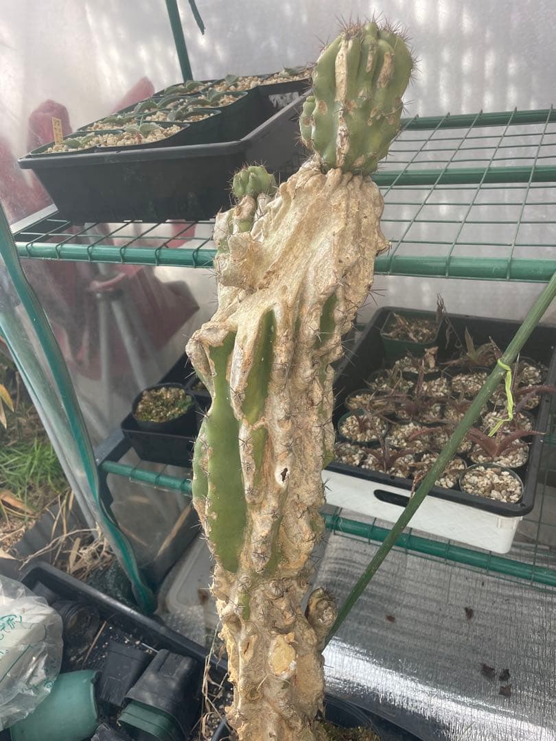 セレウス　岩石獅子　高さ約80cm