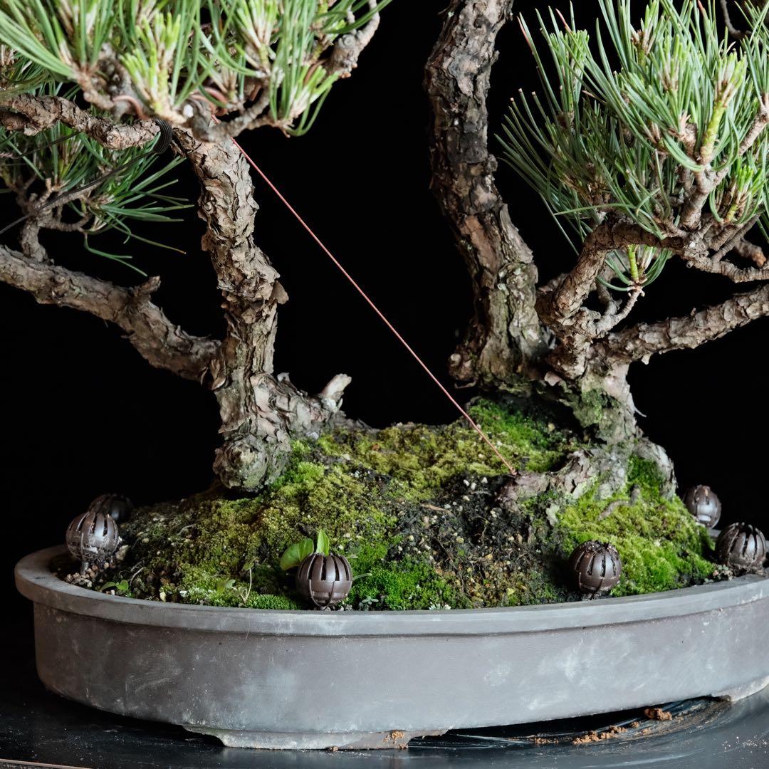 【最終値下げ】引き取り　黒松　大品盆栽　株立　古木