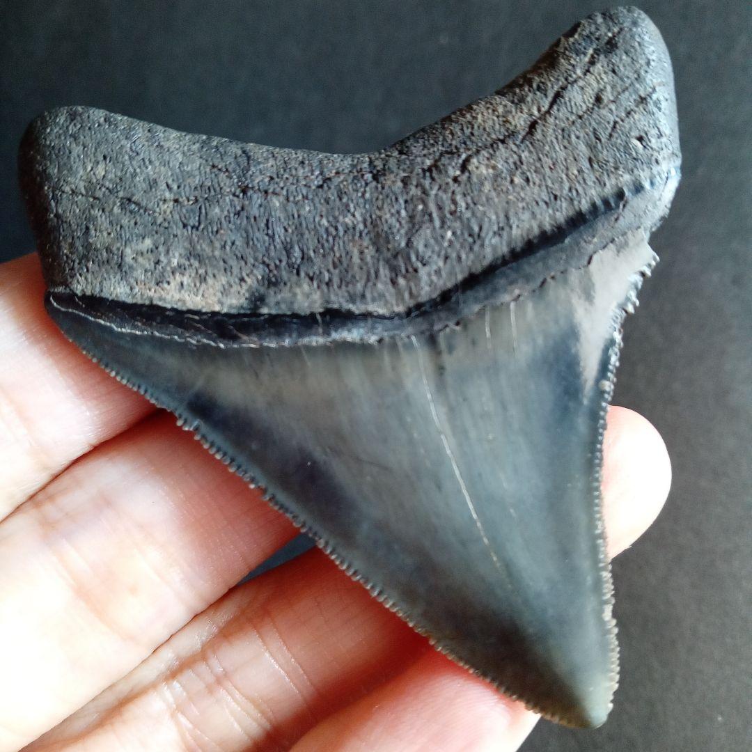 アメリカ　メガロドン　歯化石　ダークグレー　極美麗　標本