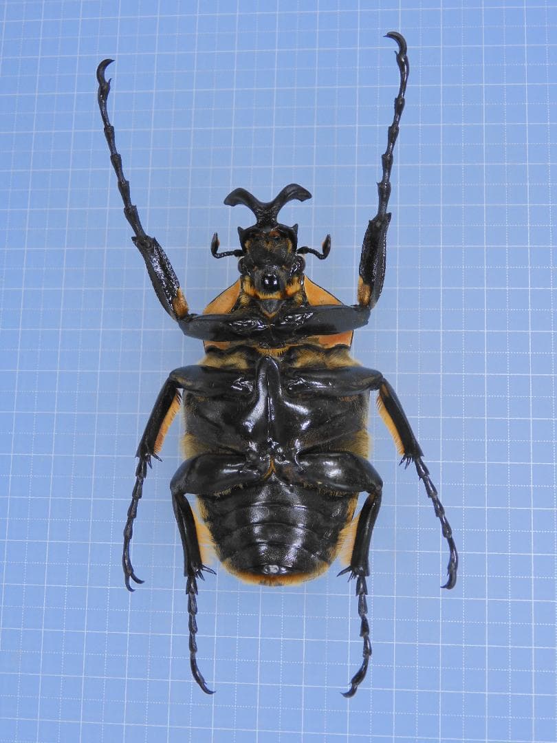 標本 Goliathus cacicus 85mm