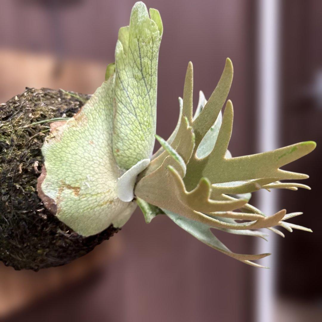 ビカクシダ　P.willinckii jade girl（晴花鹿苑）