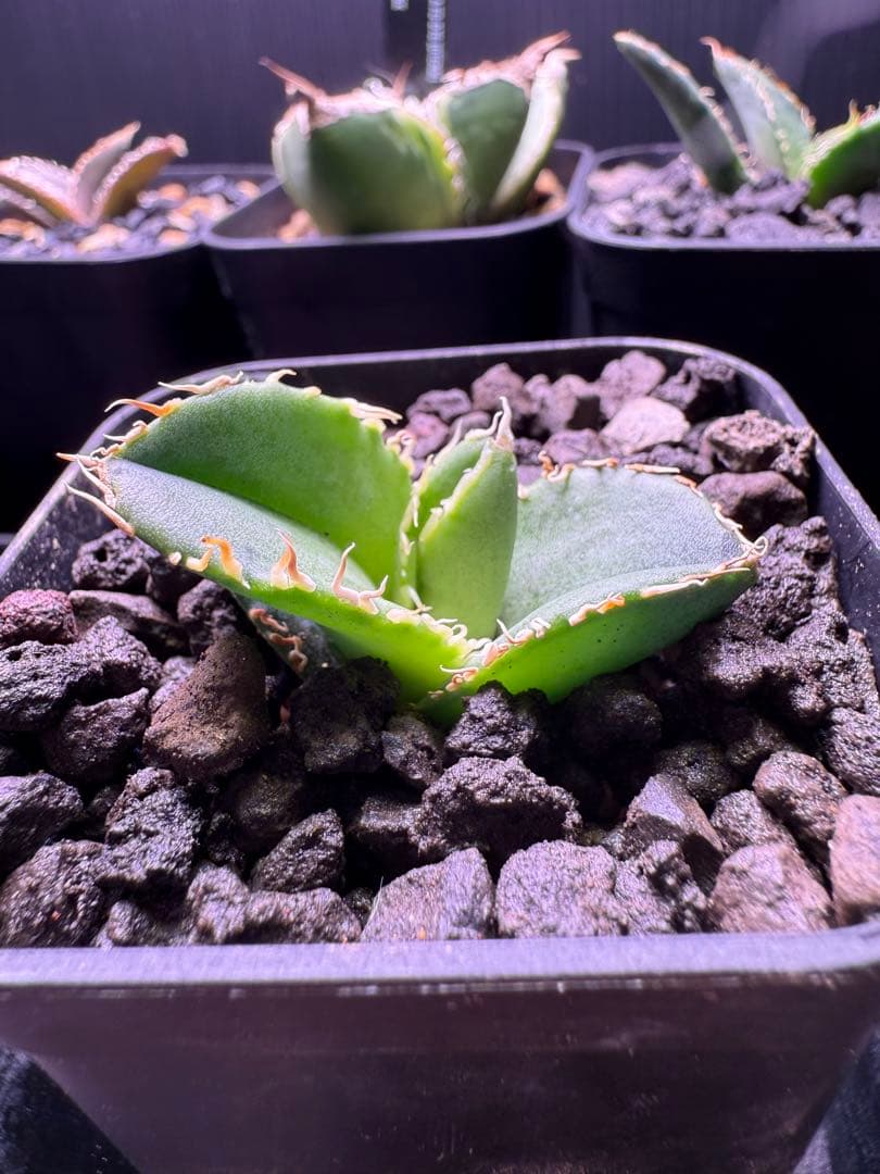 タ*カ様 2026 初売り アガベ オテロイ実生 等 No.4