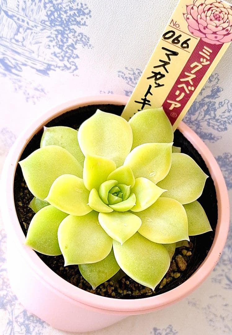 ꕤclara*様 リクエスト 4点 まとめ商品