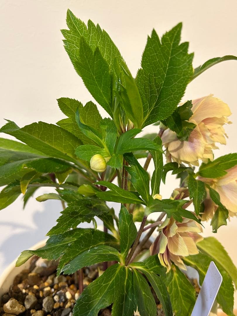 衛*様 クリスマスローズ開花株　ソレイユ　認定札付き