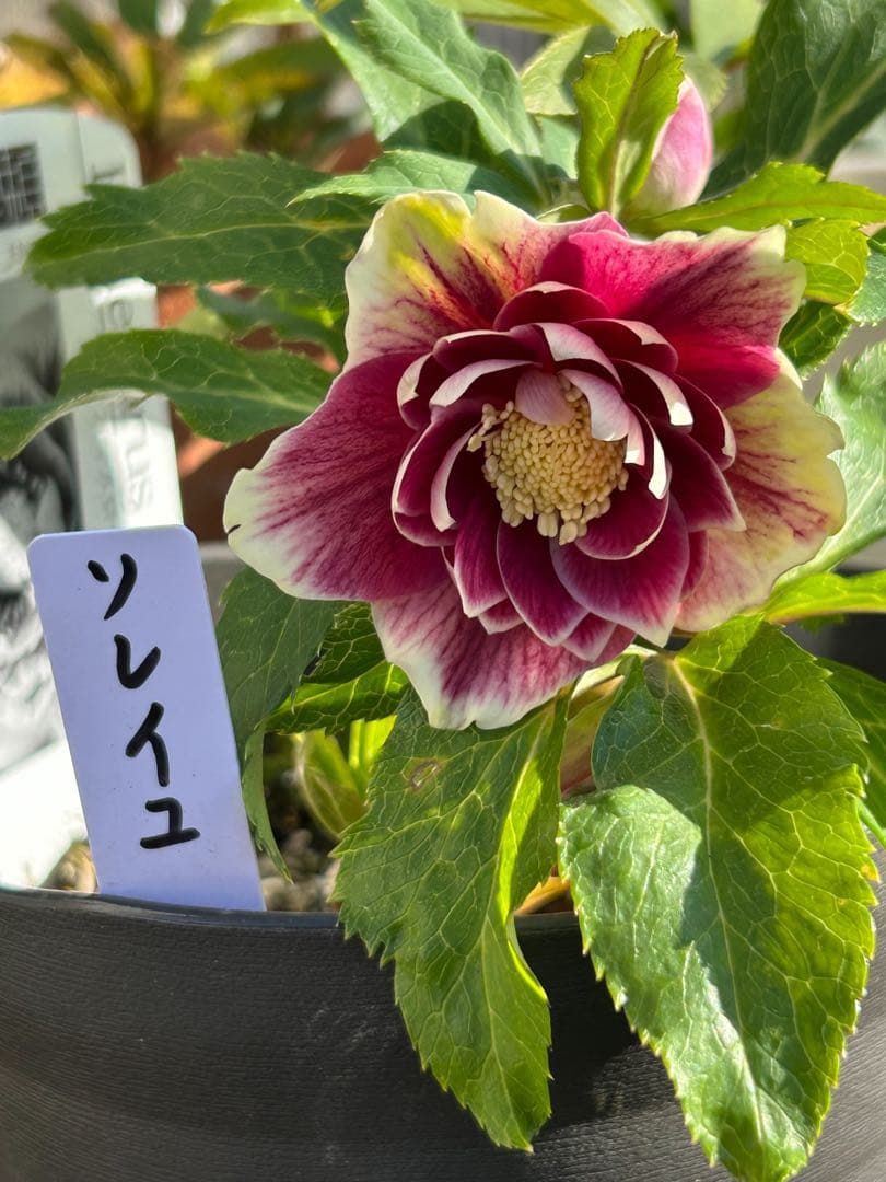 衛*様 クリスマスローズ開花株　ソレイユ　認定札付き