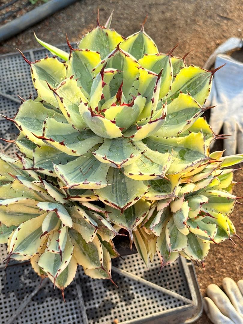 アガベ　スーパークラウン　5子株付き