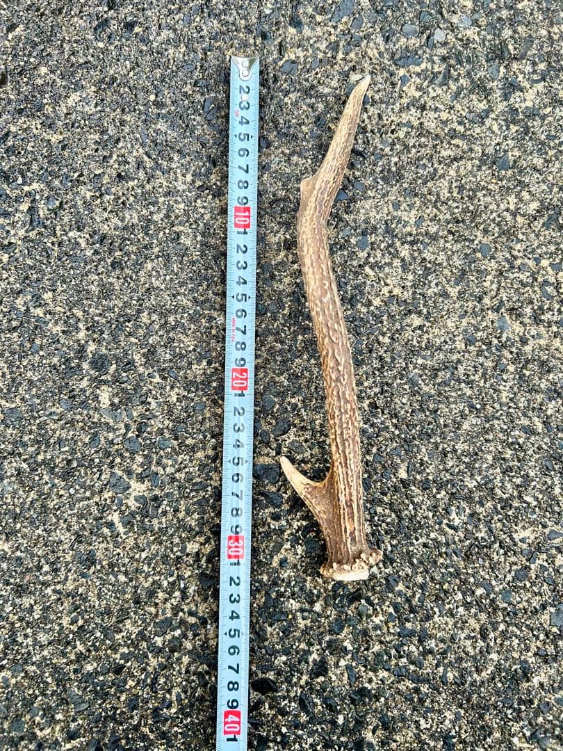 鹿の角 14本(1本ごとの長さあり)まとめ