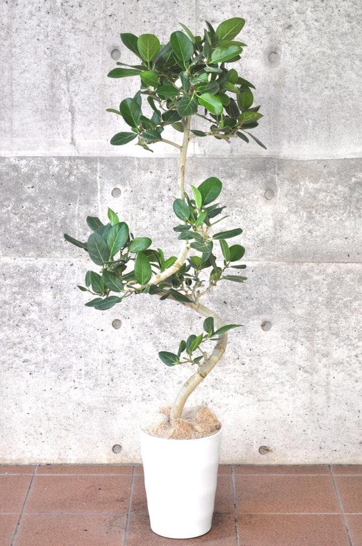 フィカス ベンガレンシス ８号137cm Spiral tree form