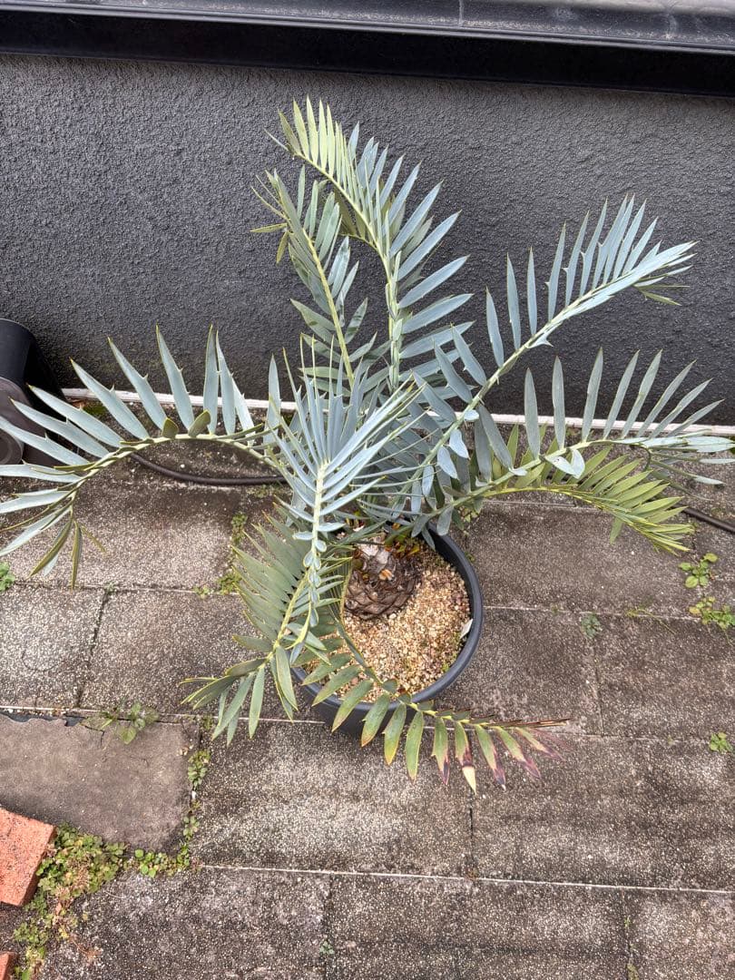 と*か様 エンセファラルトス　トリスピノーサス　直径12センチ　大株