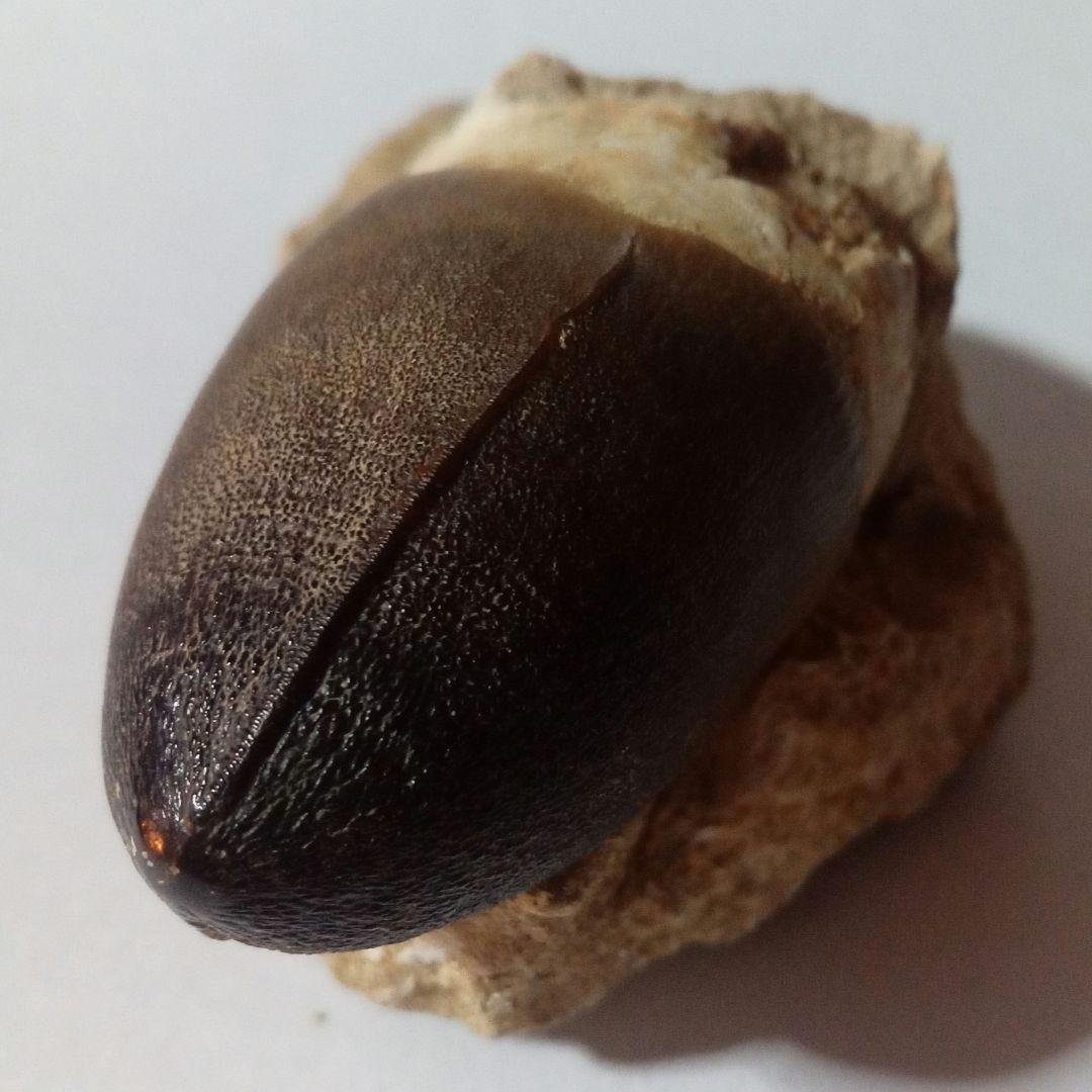 恐竜　歯化石　モササウルス　特大歯　極美麗