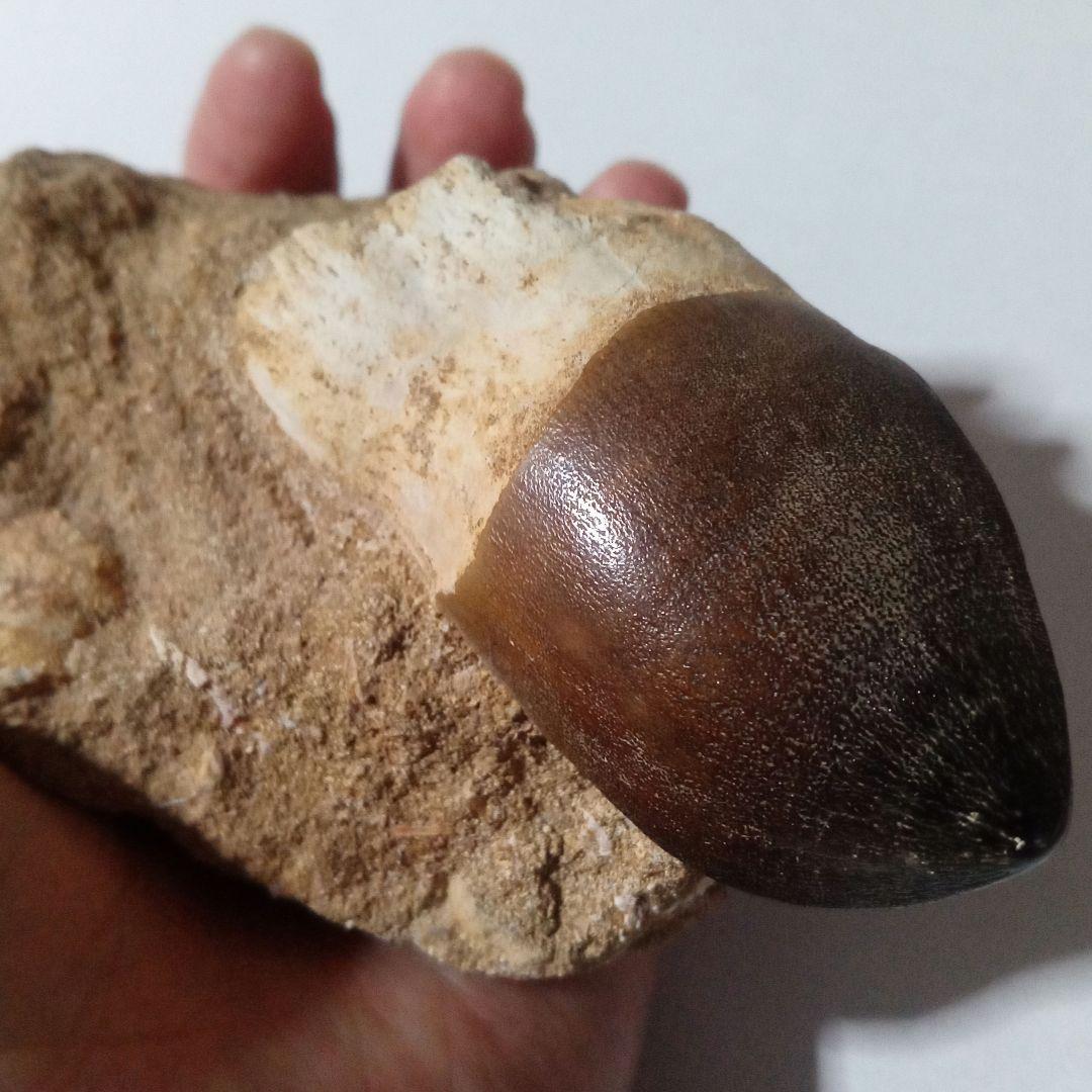 恐竜　歯化石　モササウルス　特大歯　極美麗