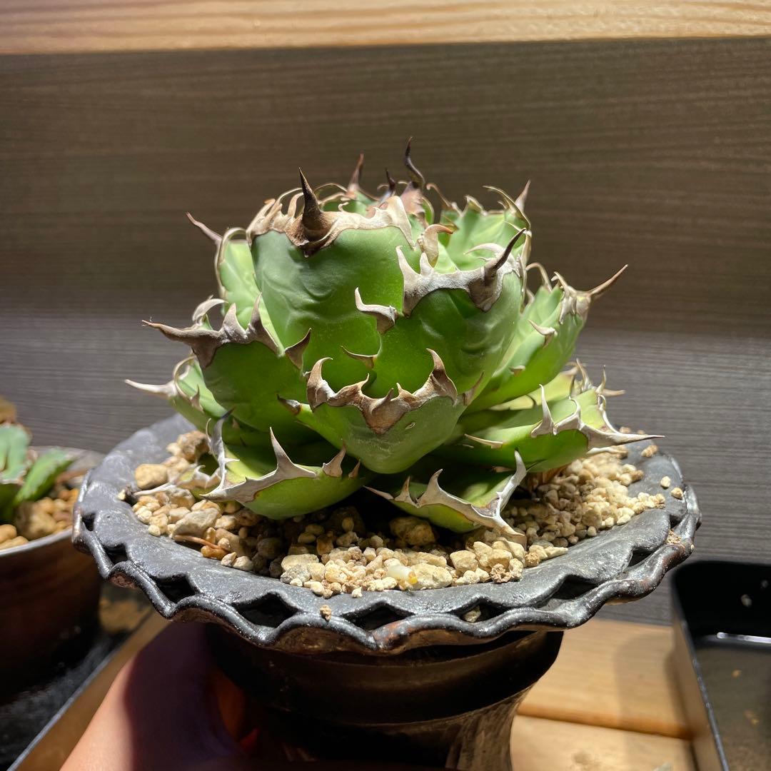 アガベ姫厳龍(親株.植木鉢付き)