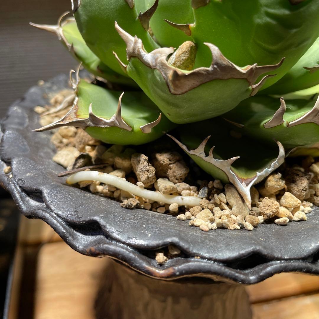 アガベ姫厳龍(親株.植木鉢付き)