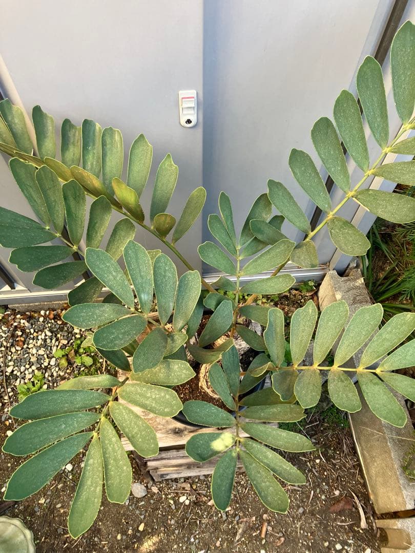 【オマケ付き】ザミア　フルフラセア　3頭株　鉢ごと発送　メキシコソテツ