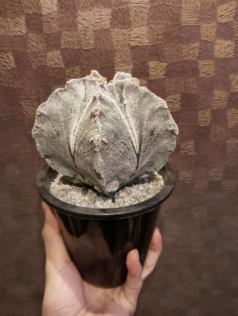 \"特選 特白\" アストロフィツム 山川 ランポー