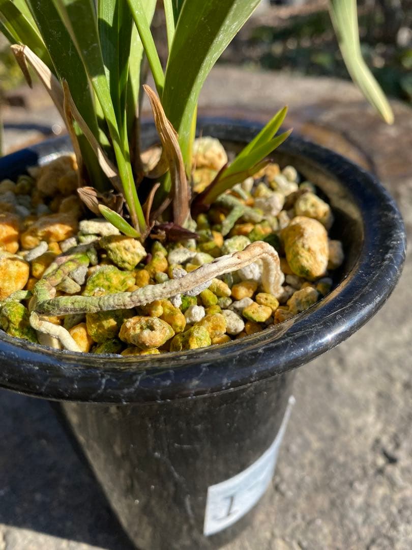 花芽付きキンリョウヘン2鉢 日本蜜蜂の蜜蝋サービス