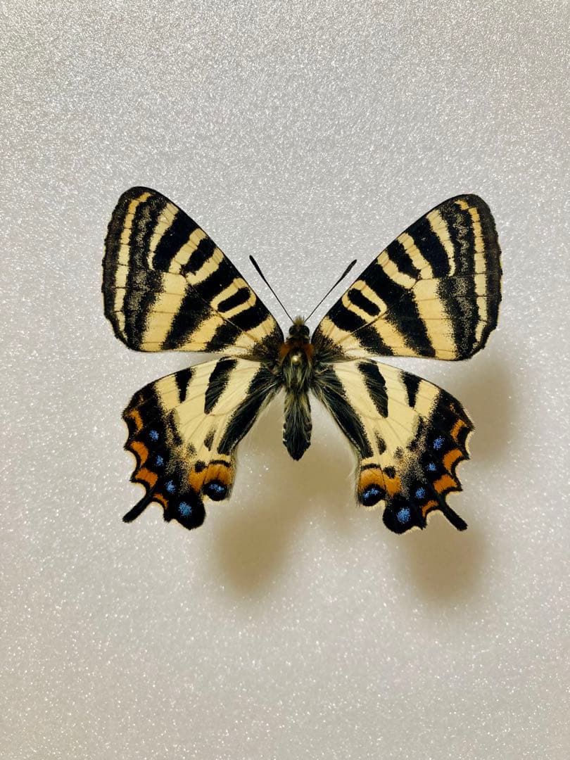 【イエロテール】ギフチョウ（1メス、新潟県）