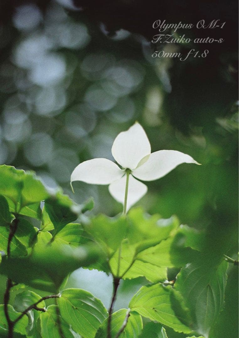 ★完動品＊美品＊初期保証★OM-1 ★グリーンリザード外装★作例必見！