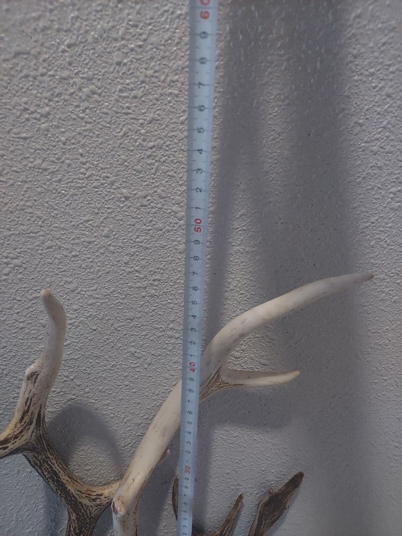 蝦夷鹿角　おまとめ　6本　大きさ色々