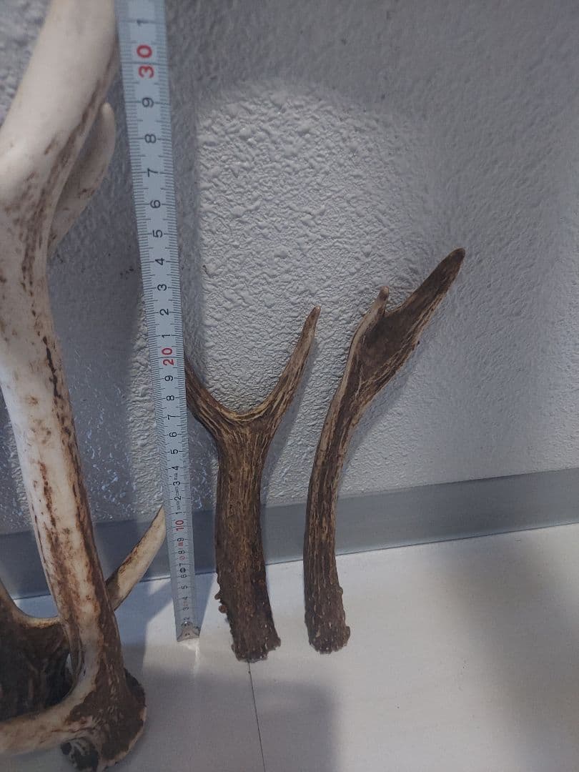 蝦夷鹿角　おまとめ　6本　大きさ色々