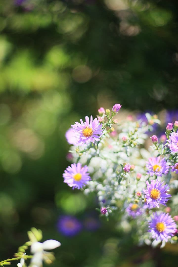 《希少》CANON New FD 100mm F2 【良品】