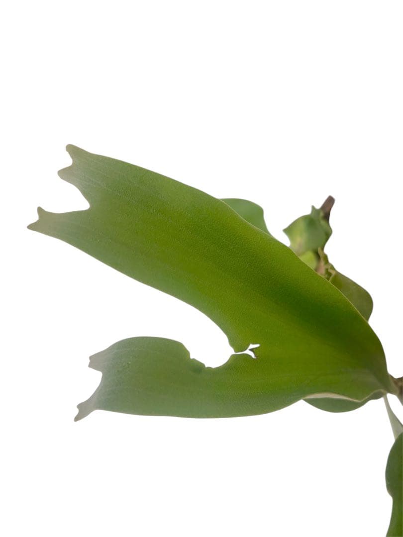 親株サイズ！P.'Suriyon' OC ビカクシダ　コウモリラン　スリヨン