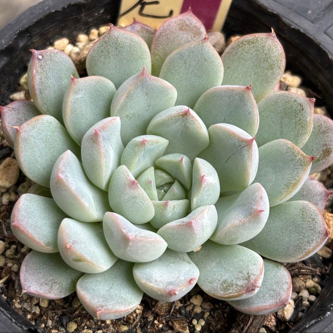 ミックスベリア 6種類 札付き(1月6日撮影)