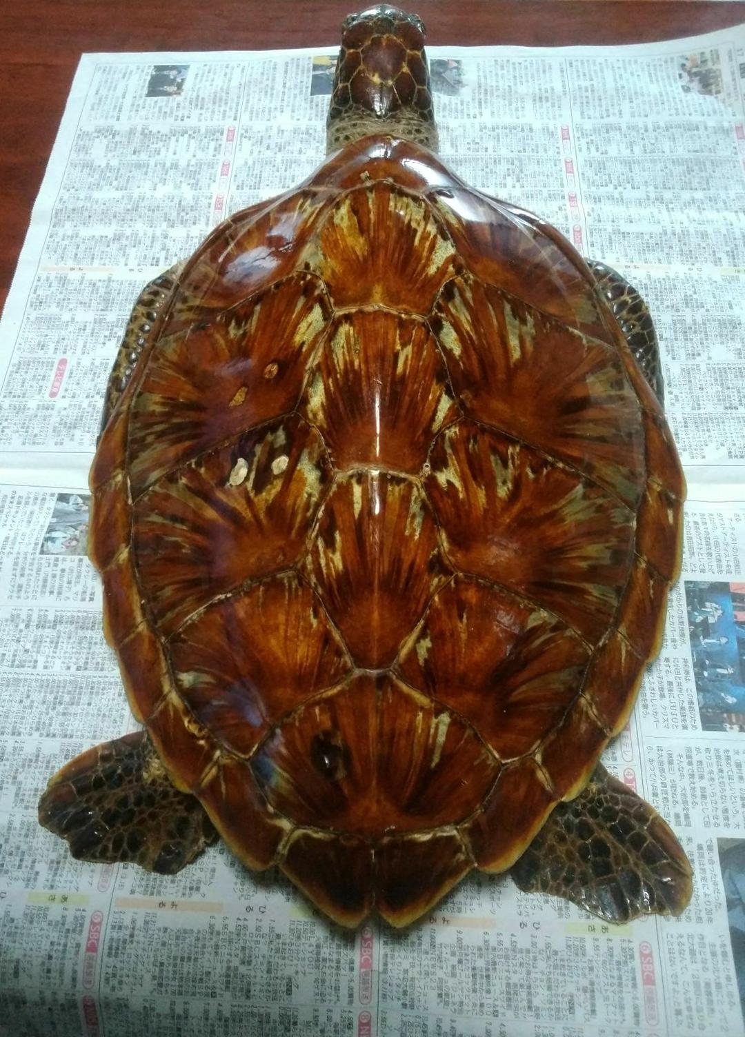 ウミガメ剥製