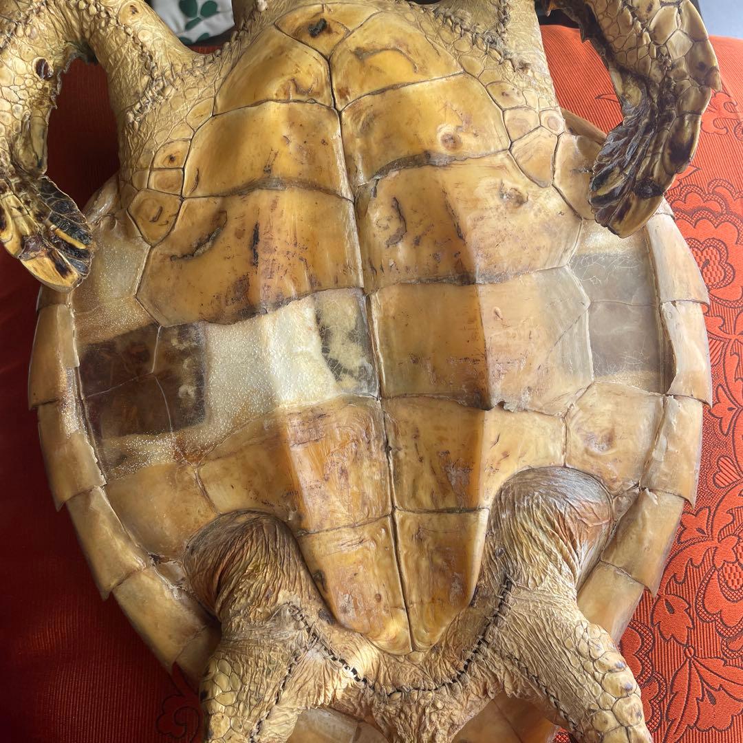 ウミガメ（タイマイ）剥製　 国際希少野生動物種登録票あり （台座オマケ）