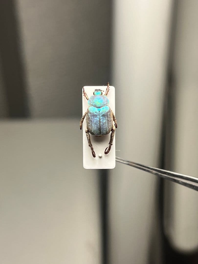 【8mm】シンジュアシナガコガネ 標本 ブルースカラベ プラチナコガネ カナブン