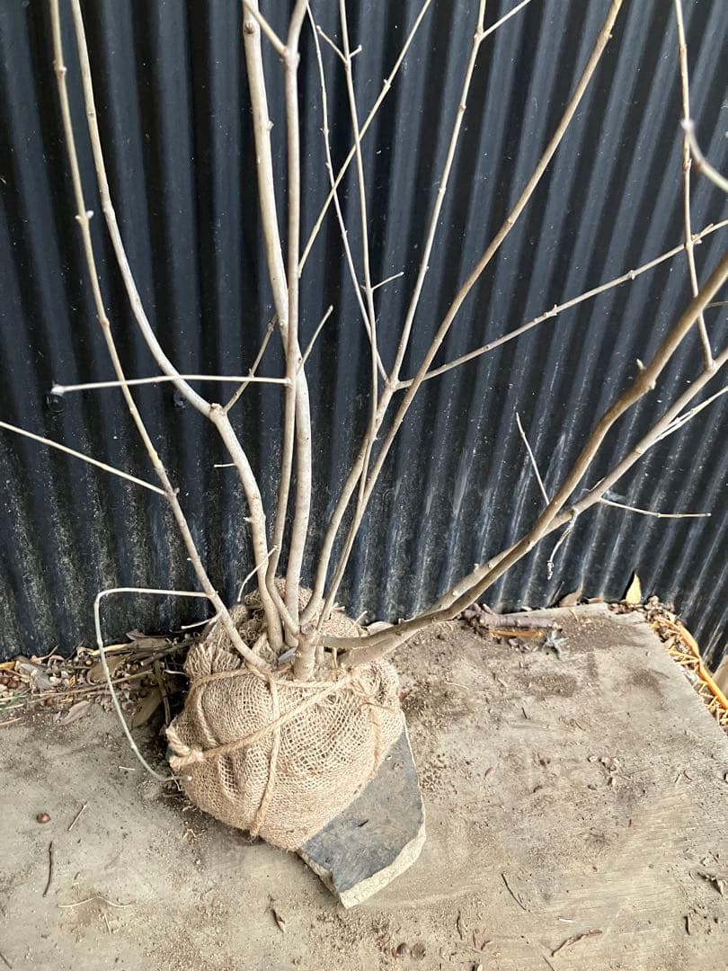 アオダモ
