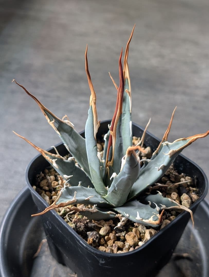 アガベ　エボリスピナ　実生　b3　鉢ごと