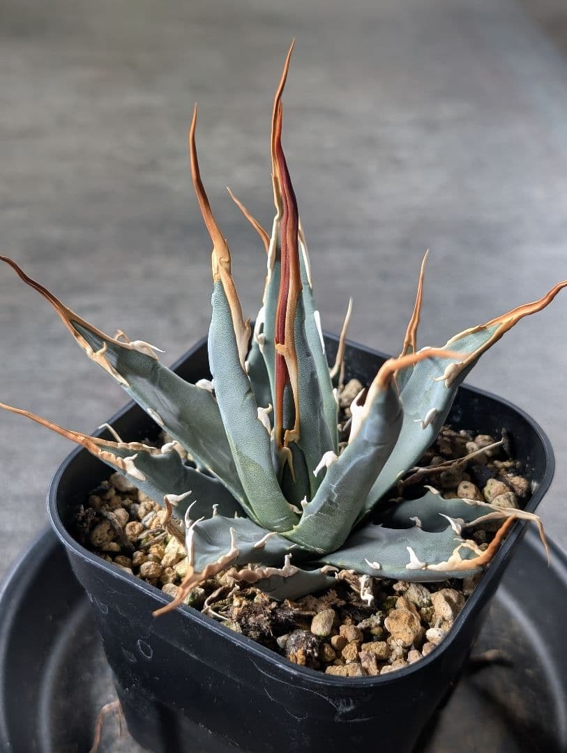 アガベ　エボリスピナ　実生　b3　鉢ごと