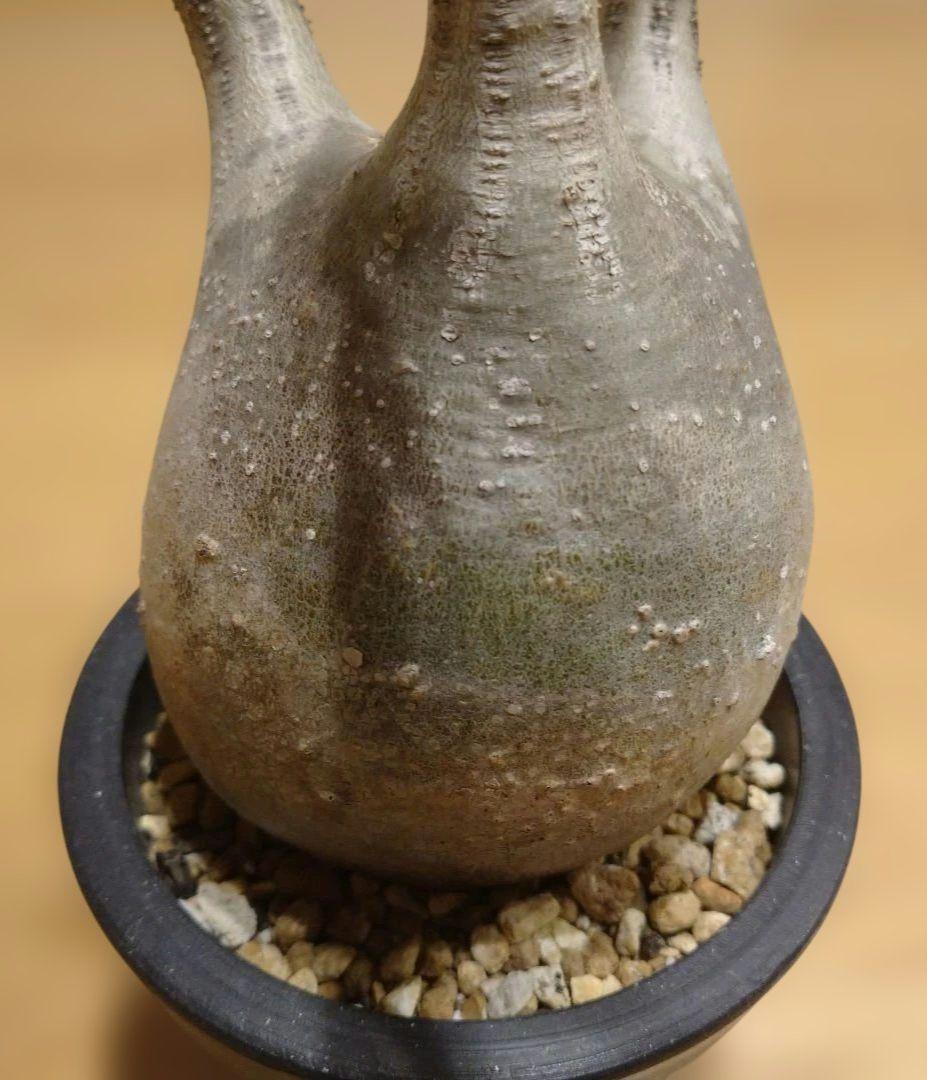 現地球 発根済み グラキリス 丸々美株 カクタスグリーン購入株 3本細角