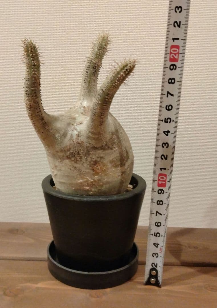 現地球 発根済み グラキリス 丸々美株 カクタスグリーン購入株 3本細角