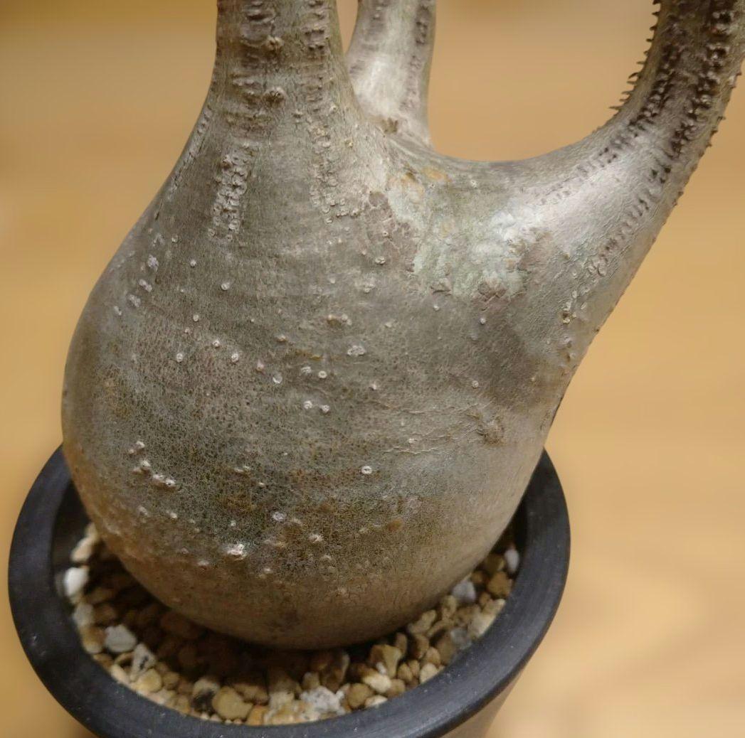 現地球 発根済み グラキリス 丸々美株 カクタスグリーン購入株 3本細角