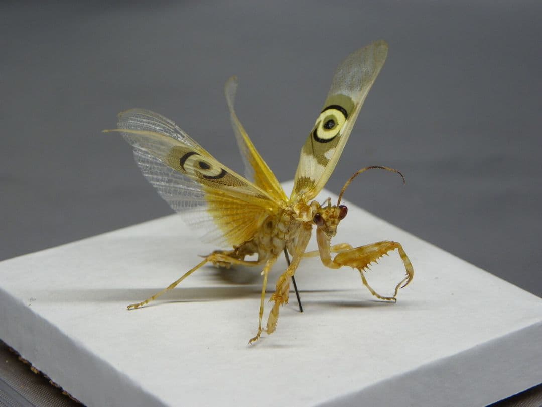 アフリカメダマカマキリ　ペア　立体標本