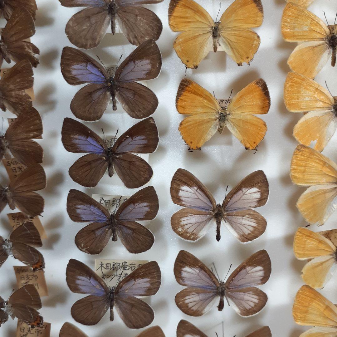 蝶標本　シジミチョウ22種180頭　大型ドイツ標本箱入り