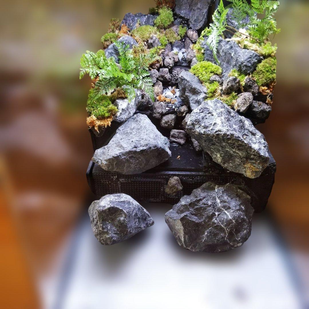 【受注生産】６0センチ水槽アクアテラリウム　イモリウム　苔テラリウム　テラリウム