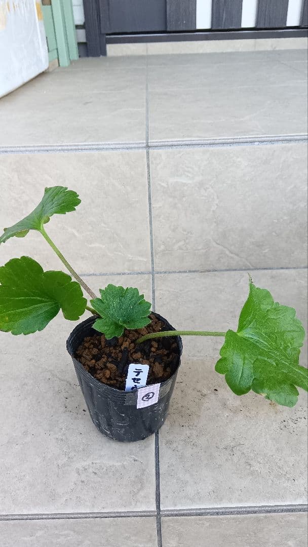 専用商品　ラナンキュラスラックス　8種セット②