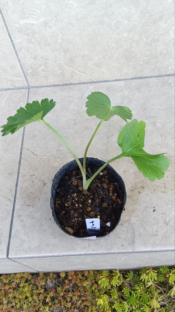 専用商品　ラナンキュラスラックス　8種セット②