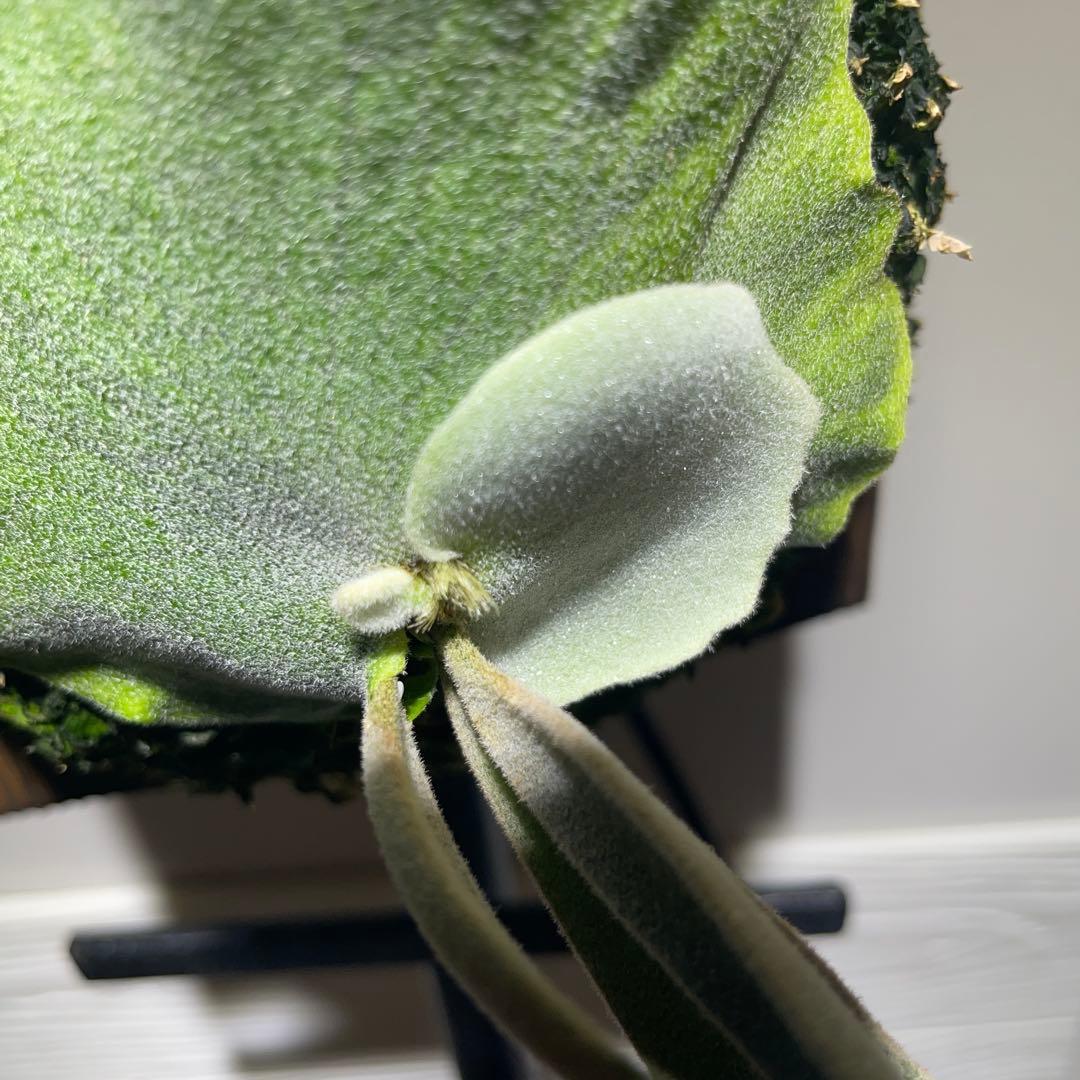 ビカクシダ P.willinckii Polaris ポラリス　子株　#2