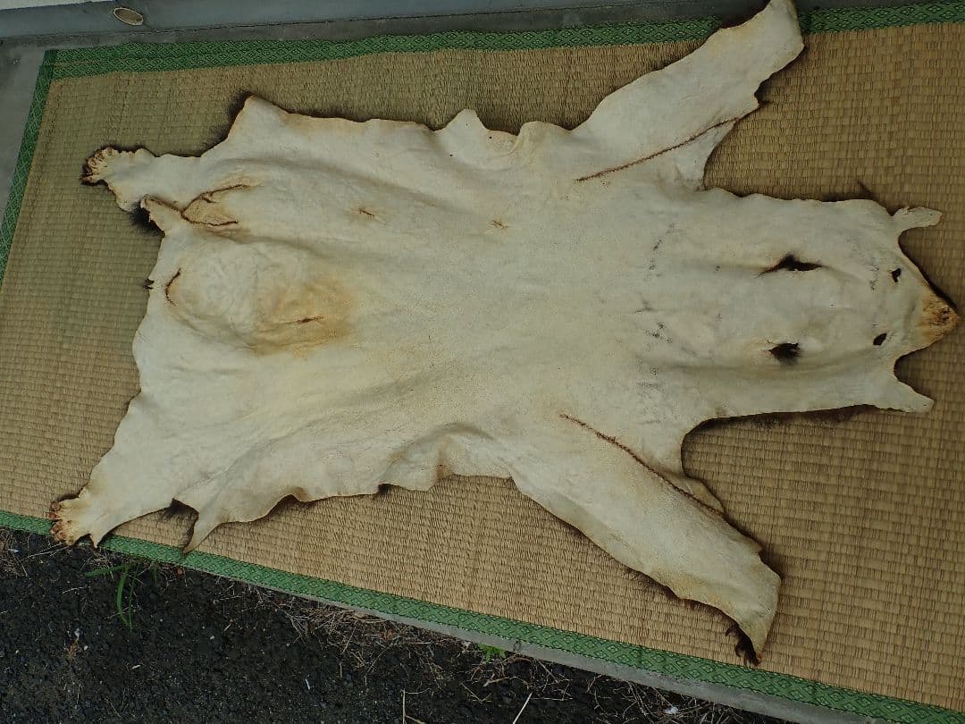 ツキノワグマ　毛皮