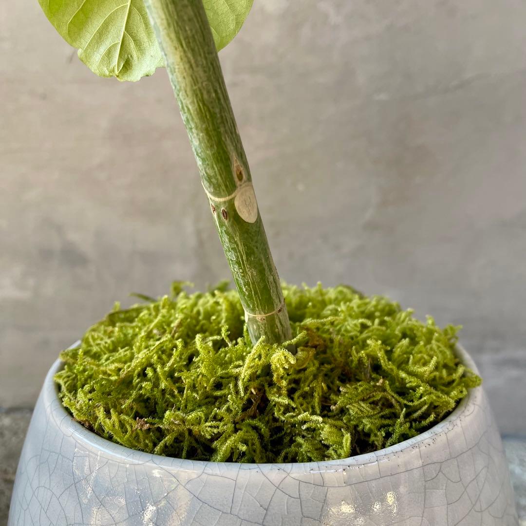 フィカス　ウンベラータ　螺旋　天然苔仕立て　瑞雲-ずいうん- 陶器鉢　植え込み