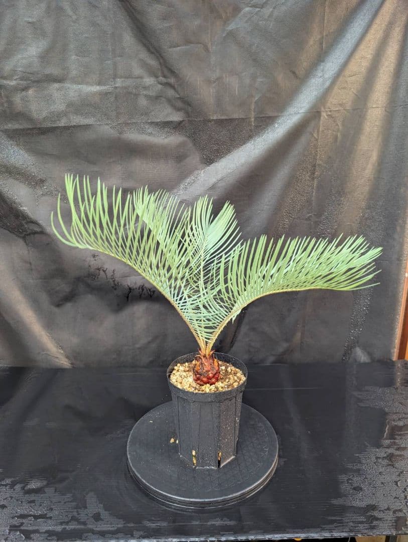 決算創業祭 お買い得 サイカスカイルンシアナ 5センチ株 見事！