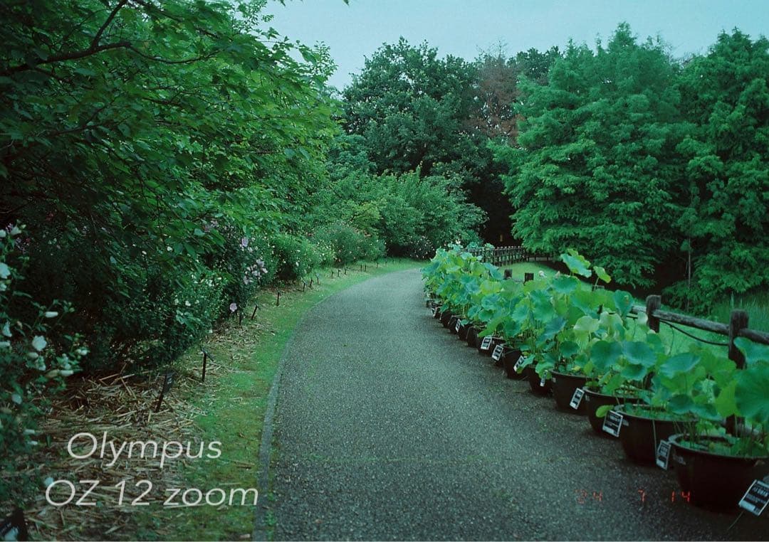 フィルムカメラ入門に★オリンパス oz120zoom★超美品＊完動品＊初期保証付